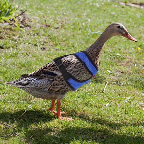 Adjustable chicken harness - adjustable,